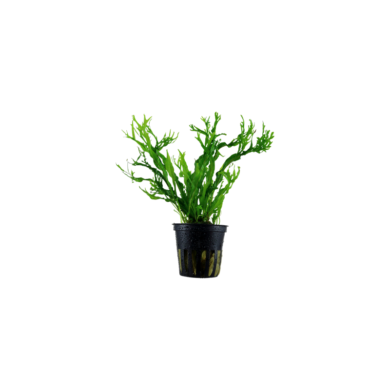 Microsorium pteropus windelov in vasetto - Tropica