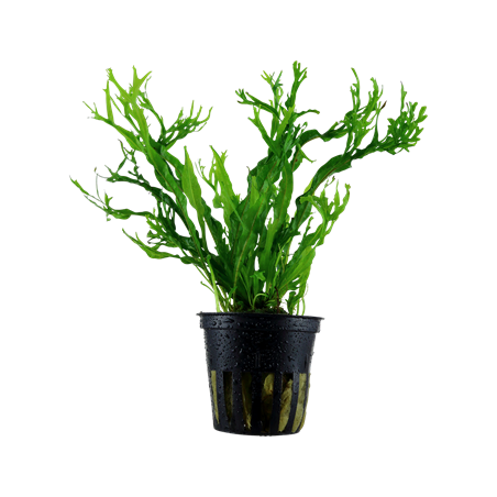 Microsorium Pteropus Windelov in jar - Tropica