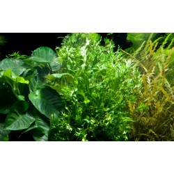 Microsorium Pteropus Windelov à Jar - Tropica 2