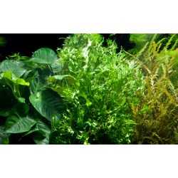 Microsorium Pteropus Windelov in jar - Tropica 2