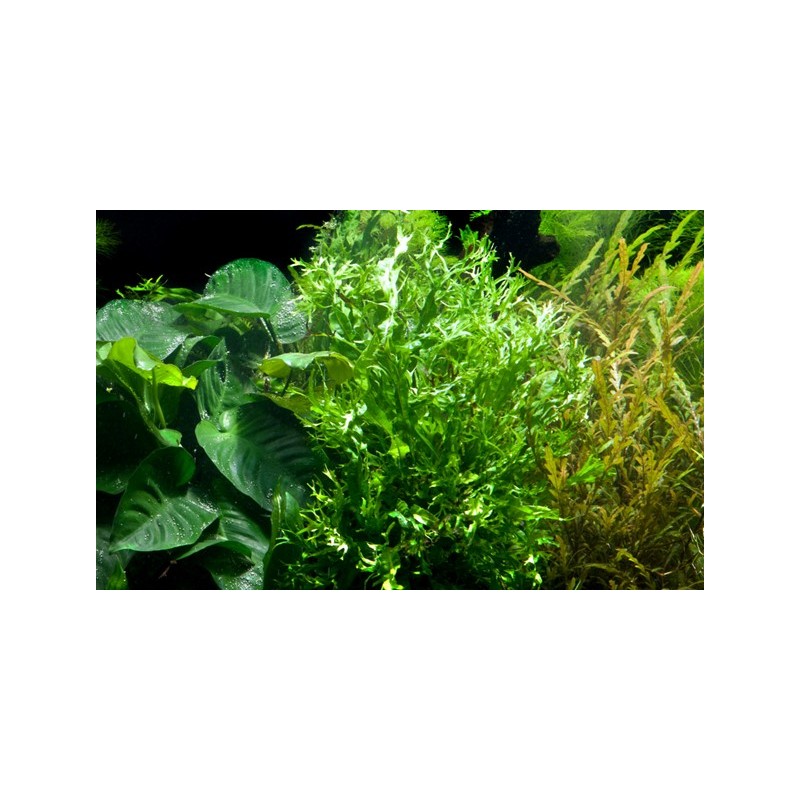 Microsorium pteropus windelov in pot - Tropica