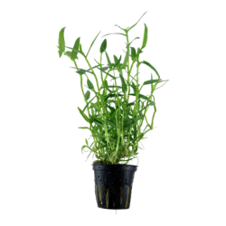 Murdannia Keisak à Jar - Tropica