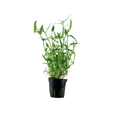 Murdannia keisak in vasetto - Tropica