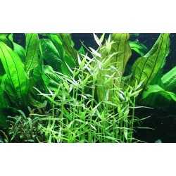 Murdannia Keisak in jar - Tropica 2