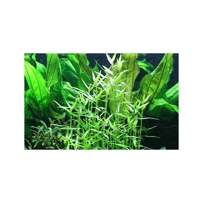 Murdannia Keisak à Jar - Tropica