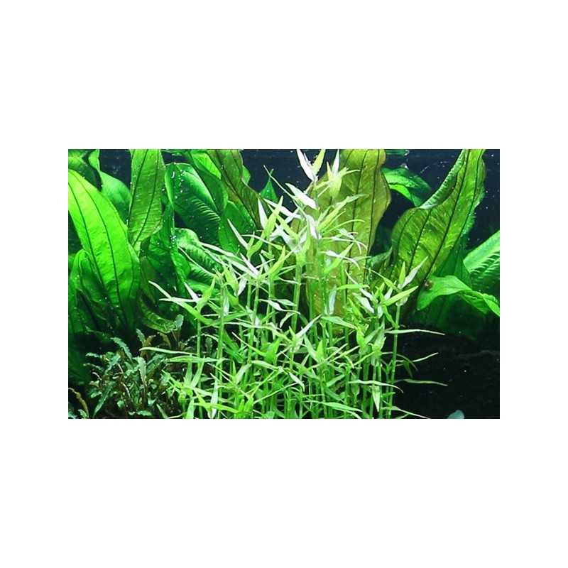 Murdannia Keisak in jar - Tropica