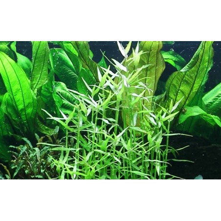 Murdannia keisak in vasetto - Tropica