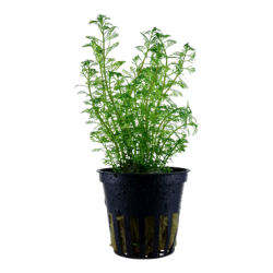 Myriophyllum Matogrossense in jar - Tropica