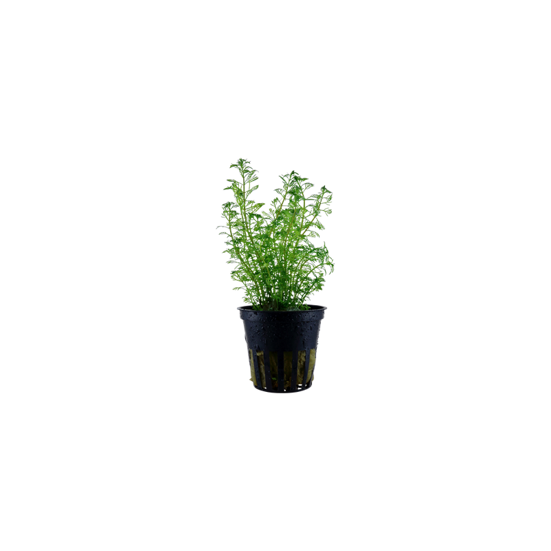 Myriophyllum matogrossense in vasetto - Tropica