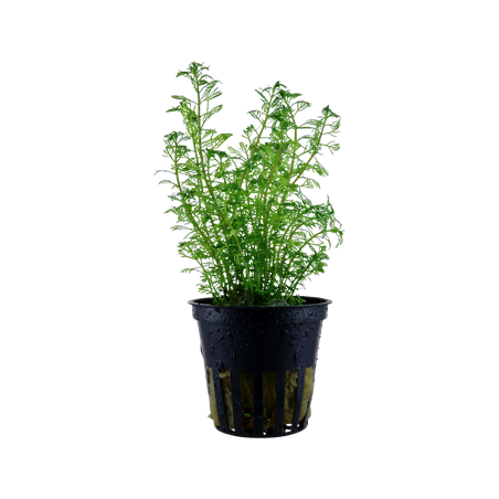 Myriophyllum Matogrossense à Jar - Tropica