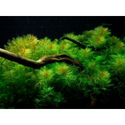 Myriophyllum Matogrossense à Jar - Tropica 2