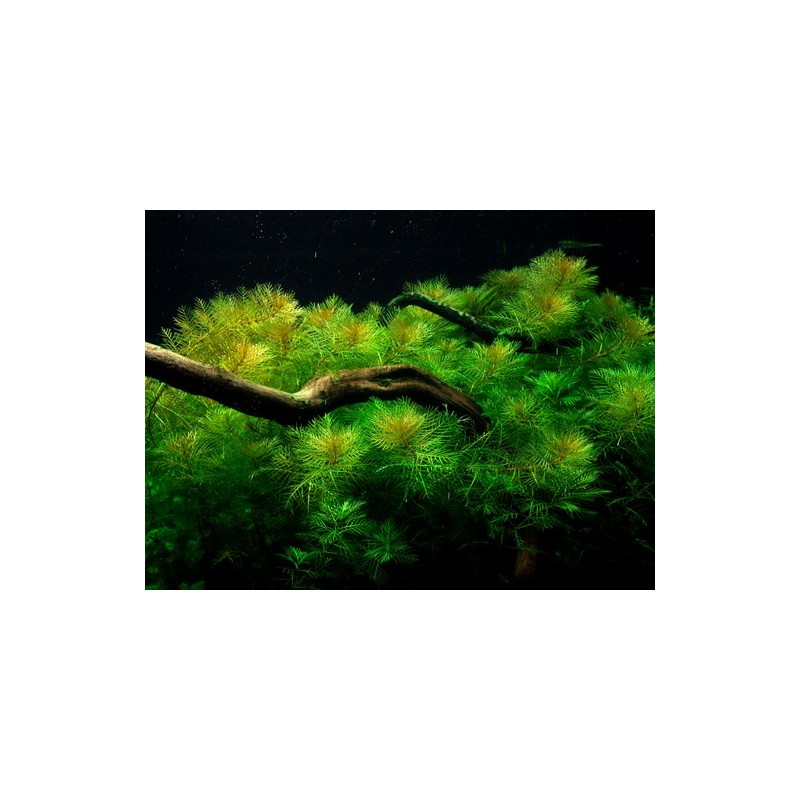 Myriophyllum Matogrossense à Jar - Tropica