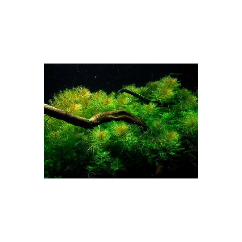 Myriophyllum Matogrossense in jar - Tropica