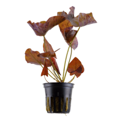 Nymphaea lotus in vasetto - Tropica