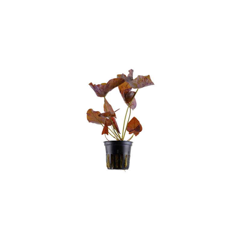 Nymphaea lotus in pot - Tropica