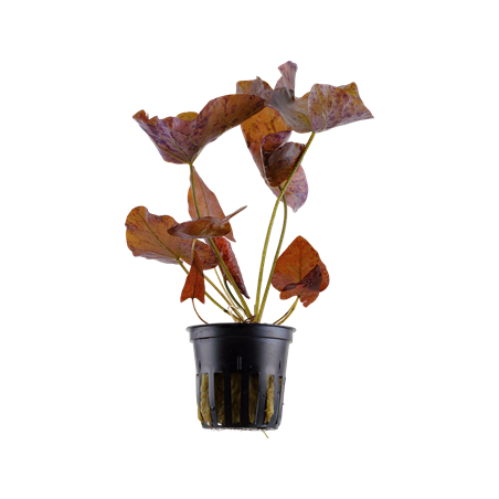 Nymphaea Lotus à Jar - Tropica