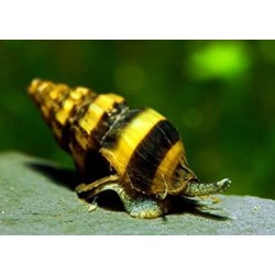 snail d'Helena Anentome Killer