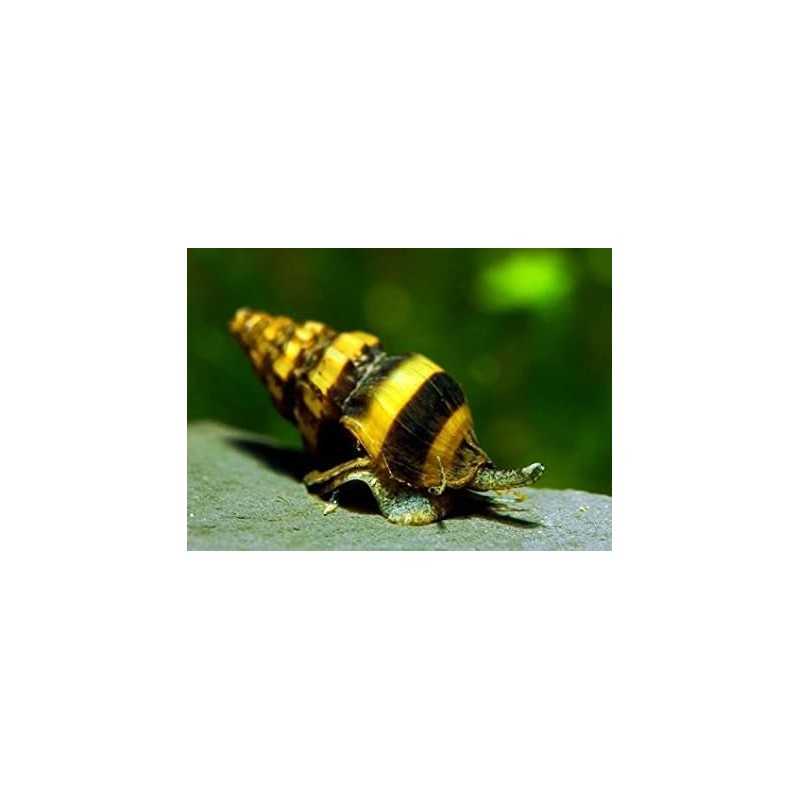 helena Anentome Killer snail