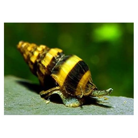 snail d'Helena Anentome Killer