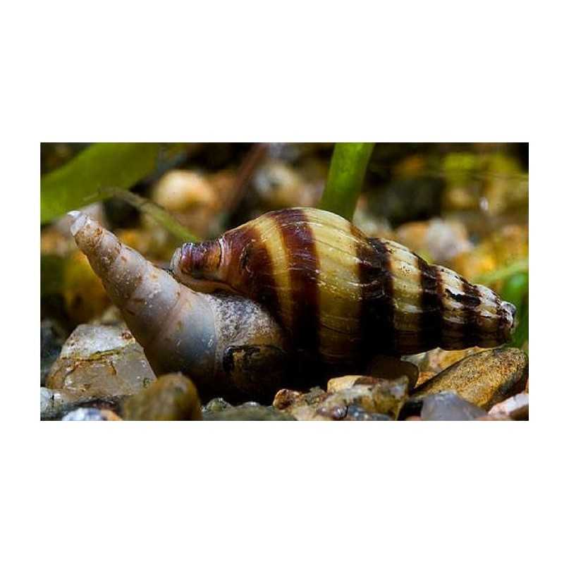 helena Anentome Killer snail