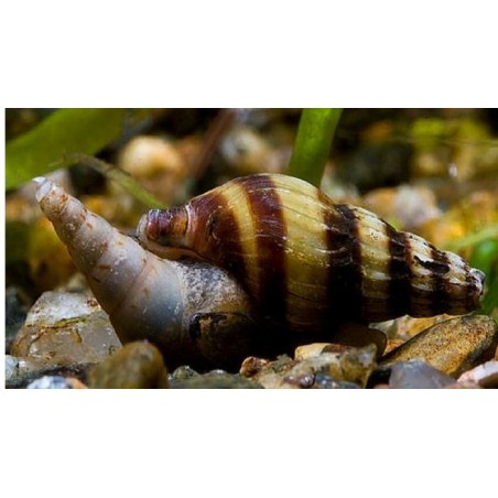 helena Anentome Killer snail