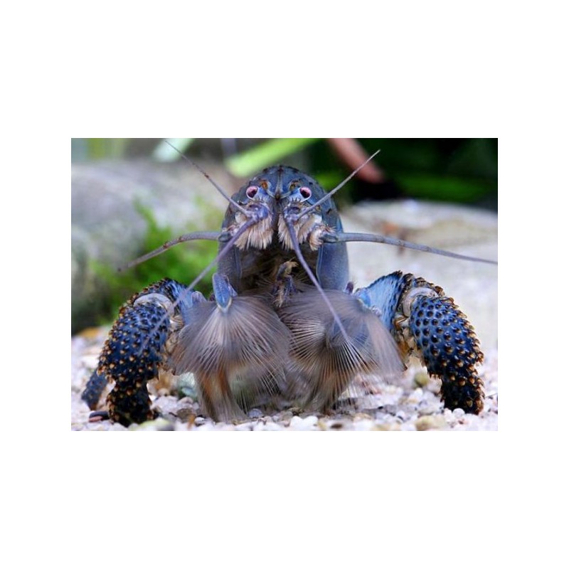 Aya Gabonensis TG. Xl