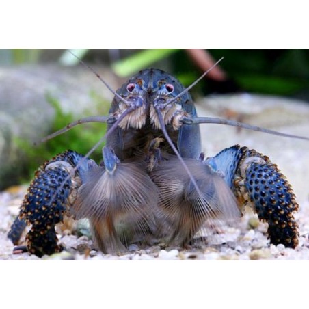 Atya gabonensis tg. XL