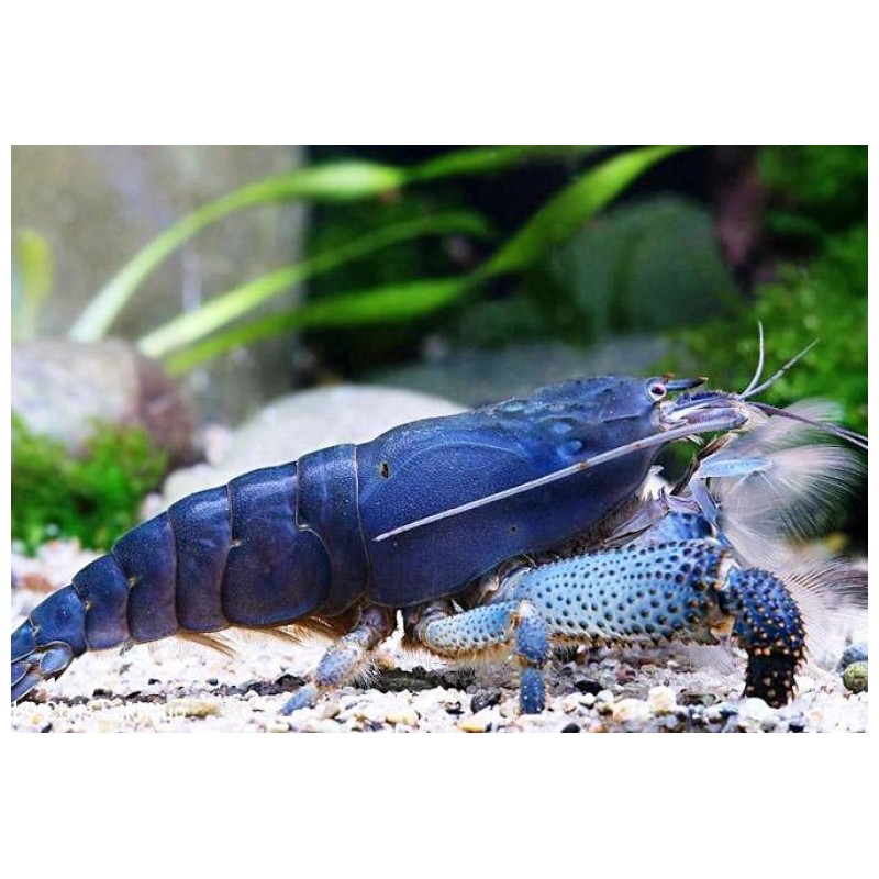 Aya Gabonensis TG. Xl