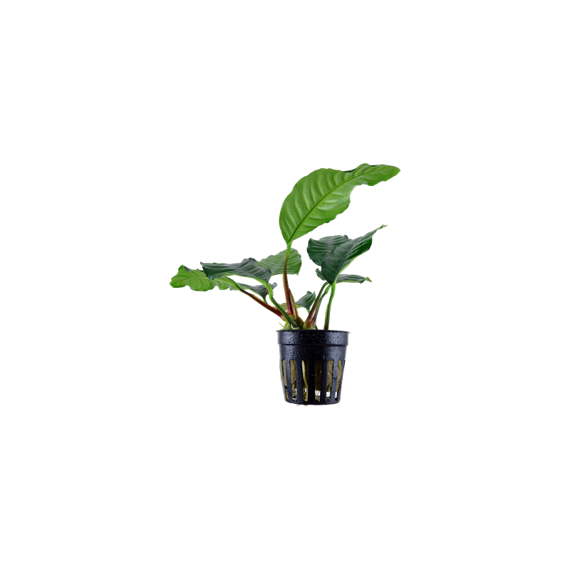 Anubias coffefolia barteri in pot