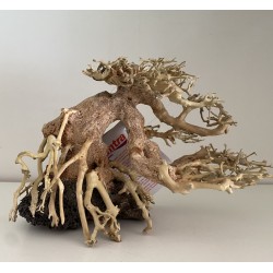 Bonsai 20 cm Wind 7 SM