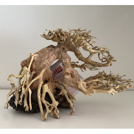 Bonsai 20 cm Wind 7 SM