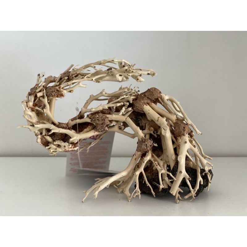 Bonsaï 20 cm vent 2