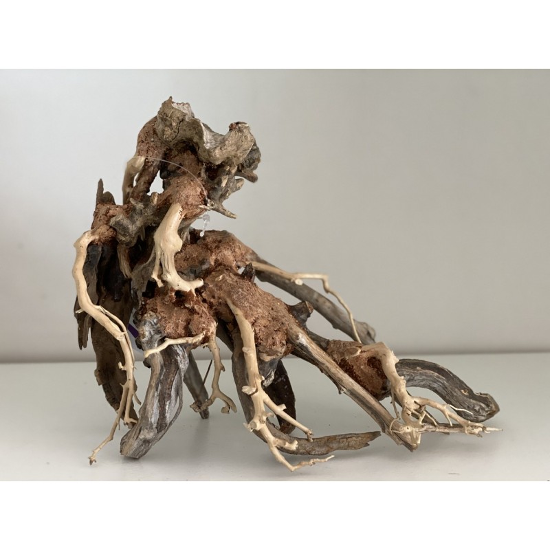 Bonsaï Wind 1 SM AMTRA