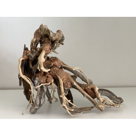 Bonsaï Wind 1 SM AMTRA