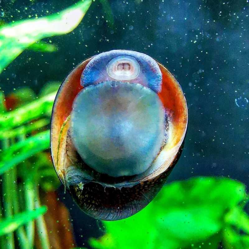 neritina snail Pulls Black Helmet