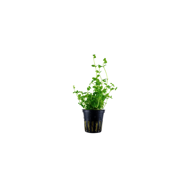 Bacopa australis in a pot