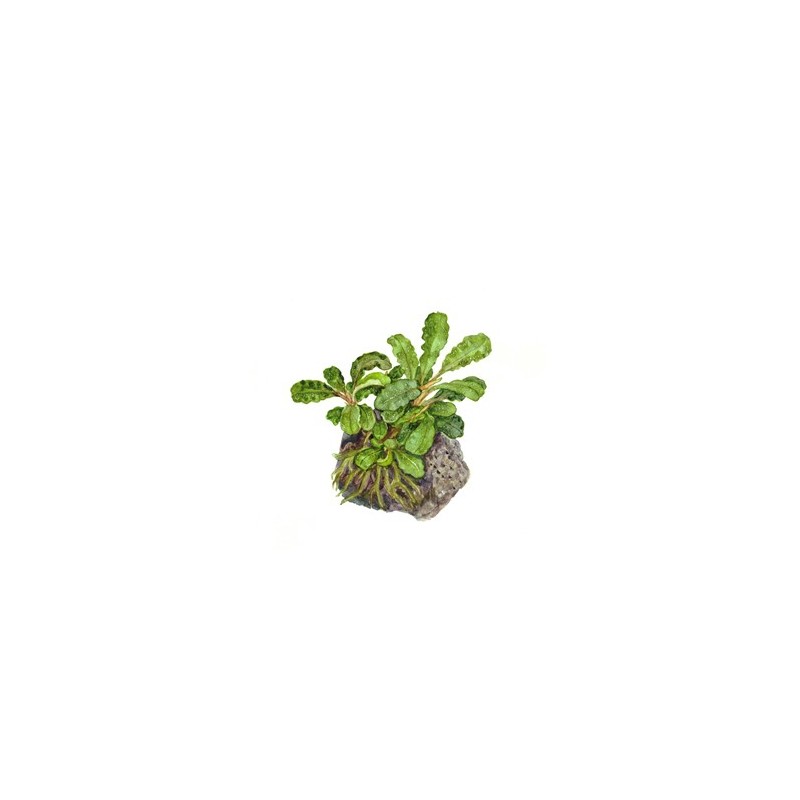 Bucephalandra wavy Green in pot