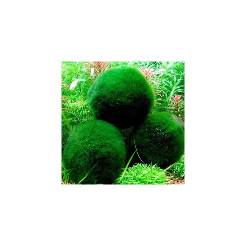 Marimo - Cladophora Aegagroghila