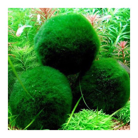 Marimo - Cladophora Aegagroghila