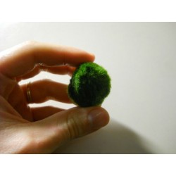 Marimo Cladophora Aegagrophila 2