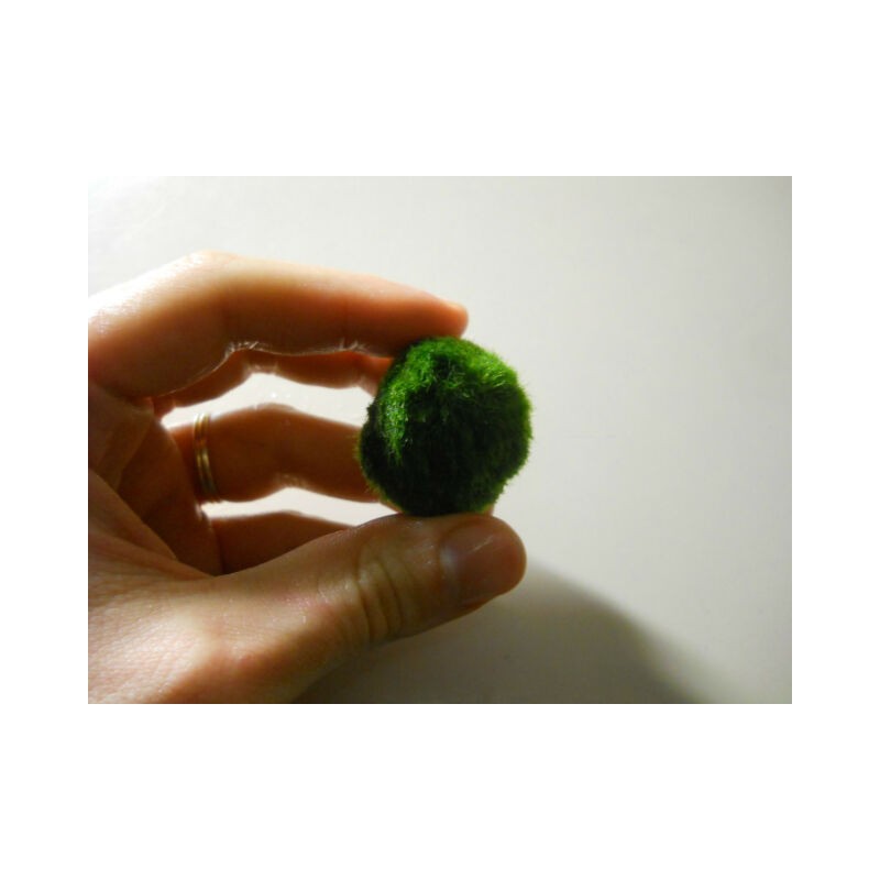 Marimo - Cladophora Aegagroghila