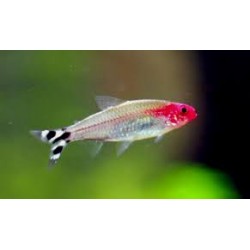 Petitella Hemigrammus Bleheri georgiae