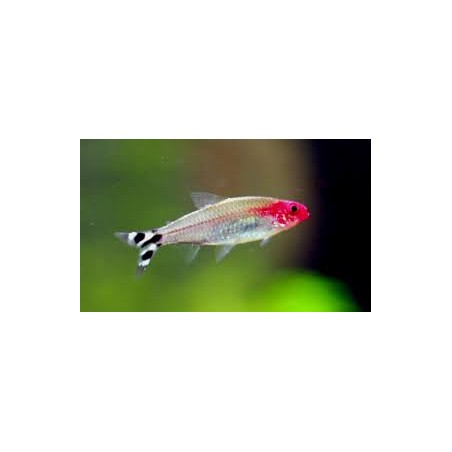 Petitella Hemigrammus Bleheri georgiae