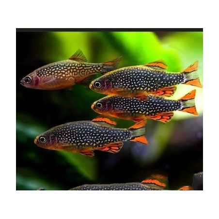 MicroRasbora Galaxy