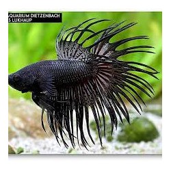 Crown Betta splende 2