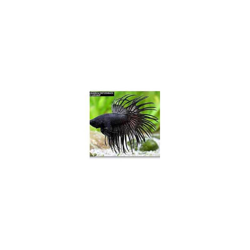 Crown Betta Splendens