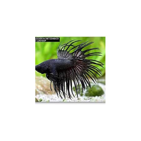 Crown Betta splende