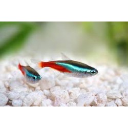 Neon news sm paracheirodon innesi