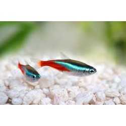 Neon Tg SM Paracheirodon grinds