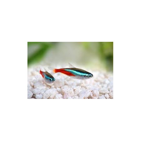 Neon tg sm paracheirodon innesi